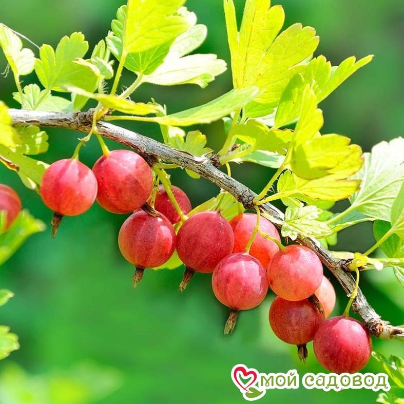 Крыжовник Уральский розовый
