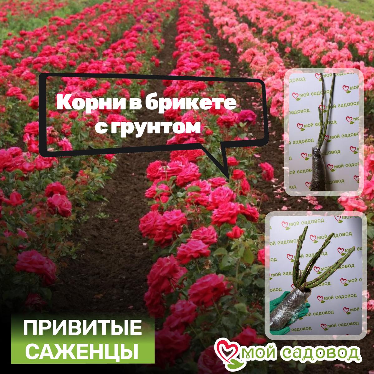 Роза ЧАЙНО-ГИБРИДНАЯ Рафаэлло